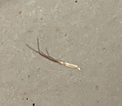Tetragnatha caudata