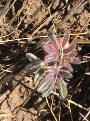 Lupinus malacophyllus