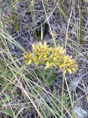 Solidago mollis