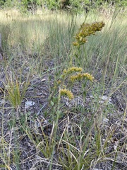 Solidago mollis