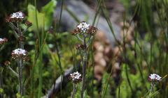 Pseudoselago peninsulae