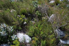 Pseudoselago peninsulae