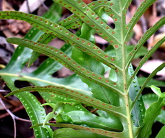 Microsorum pustulatum