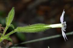 Silene undulata undulata