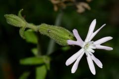 Silene undulata undulata