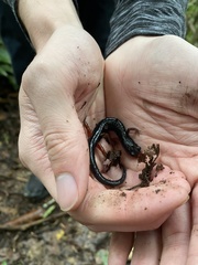 Plethodon shermani