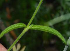 Silene undulata undulata