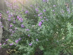 Leucophyllum laevigatum