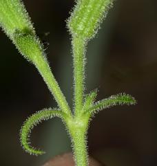 Silene undulata undulata
