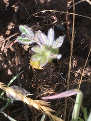 Lupinus malacophyllus