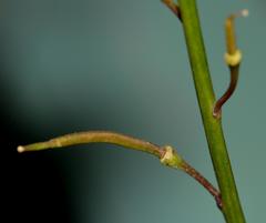 Heliophila linearis linearifolia