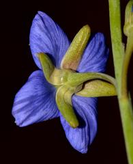 Heliophila linearis linearifolia