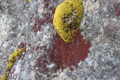 Hypodontium pomiforme