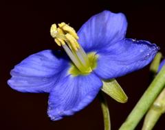 Heliophila linearis linearifolia