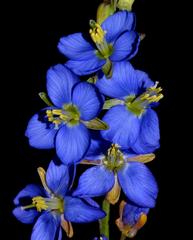 Heliophila linearis linearifolia