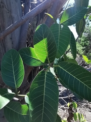 Ficus crocata