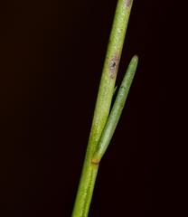 Heliophila linearis linearifolia