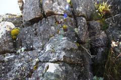 Hypodontium pomiforme