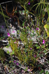 Indigofera sarmentosa