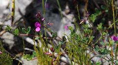 Indigofera sarmentosa