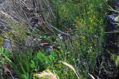 Pseudoselago peninsulae