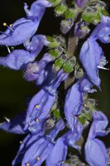Coleus barbatus grandis