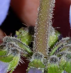 Coleus barbatus grandis