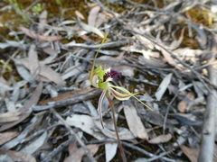Caladenia septuosa