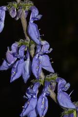 Coleus barbatus grandis