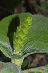 Coleus barbatus grandis
