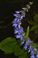 Coleus barbatus grandis