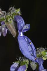Coleus barbatus grandis