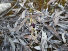 Caladenia septuosa