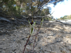 Caladenia septuosa