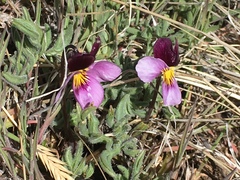 Viola beckwithii