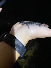 Plethodon glutinosus