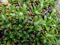 Oldenburgia paradoxa