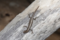 Cryptoblepharus litoralis