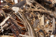 Cryptoblepharus litoralis