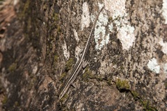 Cryptoblepharus pulcher