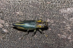 Cyphogastra farinosa