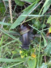 Lissachatina fulica