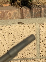 Sceloporus occidentalis