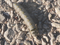 Olceclostera seraphica