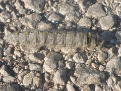 Olceclostera seraphica