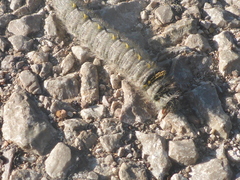 Olceclostera seraphica