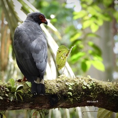 Buteogallus schistaceus