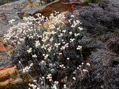Syncarpha canescens canescens