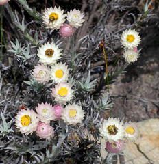 Syncarpha canescens canescens