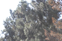 Nycticorax nycticorax